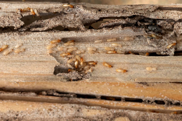Professional Pest Control in Blauvelt, NY